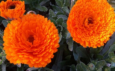 Calendula